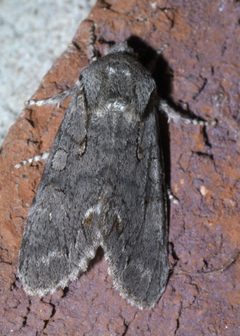 Psaphida electilis P1570826a by 
xpda. Used under a CC BY-SA 4.0 license.