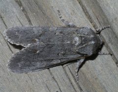 Psaphida electilis P1580015a by 
xpda. Used under a CC BY-SA 4.0 license.
