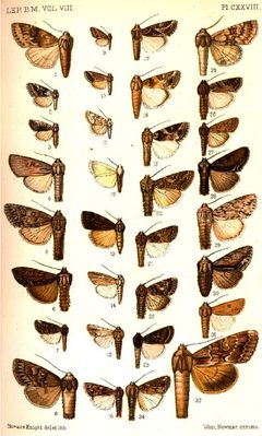 CATALOGUE-BM-PLATE CXXVIII by Sir GEORGE F. HAMPSON, Bart.. Used under a Public domain license.