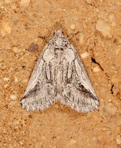 Oxycnemis fusimacula Photo by Laura Gaudette. Used under a CC BY 4.0 license.