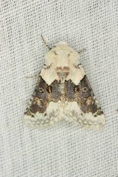 Triocnemis saporis 38024031 by Andrew Meeds. Used under a CC BY 4.0 license.