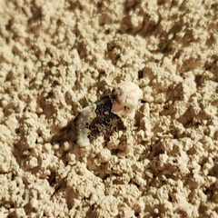 Triocnemis saporis 39116695 by Kevin Keegan. Used under a CC0 license.