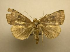 Bagisara brouana by James Sullivan, Research Collection of J. B. Sullivan. Used under a Copyrighted free use license.