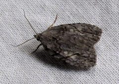 Balsa labecula 1 by Jacy Lucier. Used under a CC BY-SA 4.0 license.