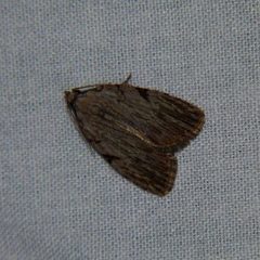 Three-lined Balsa Moth by John B.. Used under a CC BY 2.0 license.