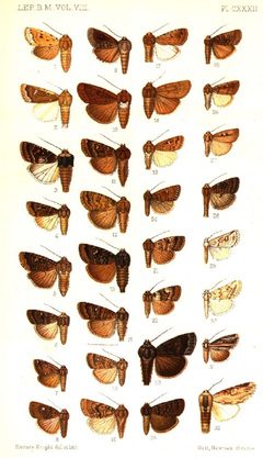 CATALOGUE-BM-PLATE CXXXII by Sir GEORGE F. HAMPSON, Bart.. Used under a Public domain license.