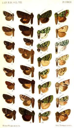 CATALOGUE-BM-PLATE CXXIII by Sir GEORGE F. HAMPSON, Bart.. Used under a Public domain license.