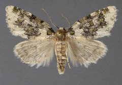 Cryphia fascia 01 by David Wikle, Canadian National Collection of Insects and Nematodes. Used under a CC BY 3.0 license.