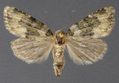Cryphia fascia 02 by David Wikle, Canadian National Collection of Insects and Nematodes. Used under a CC BY 3.0 license.