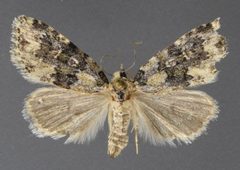 Cryphia fascia 03 by David Wikle, Canadian National Collection of Insects and Nematodes. Used under a CC BY 3.0 license.