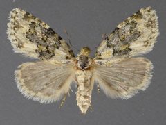 Cryphia fascia 04 by David Wikle, Canadian National Collection of Insects and Nematodes. Used under a CC BY 3.0 license.