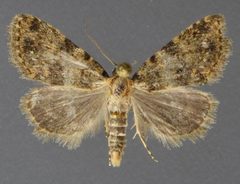 Cryphia nana 01 by David Wikle, Canadian National Collection of Insects and Nematodes. Used under a CC BY 3.0 license.