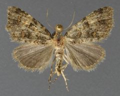 Cryphia nana 02 by David Wikle, Canadian National Collection of Insects and Nematodes. Used under a CC BY 3.0 license.