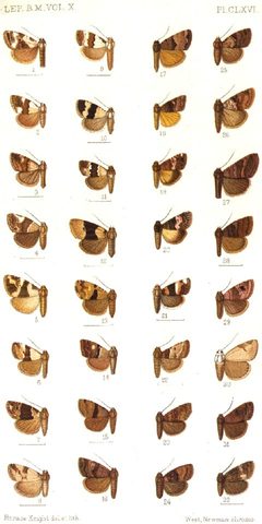 CATALOGUE-BM-PLATE CLXVI by Sir GEORGE F. HAMPSON, Bart.. Used under a Public domain license.