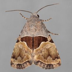 Cobubatha lixiva by Victor Engel. Used under a CC BY 4.0 license.