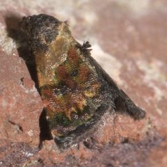 Tripudia balteata P1120983a by 
xpda. Used under a CC BY-SA 4.0 license.