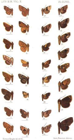 CATALOGUE-BM-PLATE CLVIII by Sir GEORGE F. HAMPSON, Bart.. Used under a Public domain license.