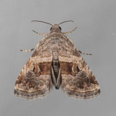 Tripudia quadrifera by Victor Engel. Used under a CC BY 4.0 license.
