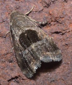 Tripudia rectangula P1200409b by 
xpda. Used under a CC BY-SA 4.0 license.