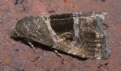 Tripudia rectangula P1200410a by 
xpda. Used under a CC BY-SA 4.0 license.