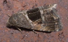 Tripudia rectangula P1200411a by 
xpda. Used under a CC BY-SA 4.0 license.