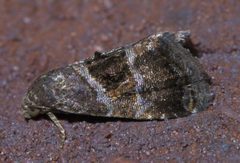 Tripudia rectangula P1610903a by 
xpda. Used under a CC BY-SA 4.0 license.