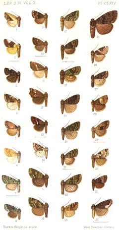 CATALOGUE-BM-PLATE CLXIV by Sir GEORGE F. HAMPSON, Bart.. Used under a Public domain license.