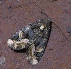 Homophoberia apicosa P1590795a by 
xpda. Used under a CC BY-SA 4.0 license.