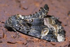 Homophoberia apicosa P1590807a by 
xpda. Used under a CC BY-SA 4.0 license.