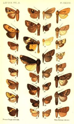 CATALOGUE-BM-PLATE CXLVIII by Sir GEORGE F. HAMPSON, Bart.. Used under a Public domain license.