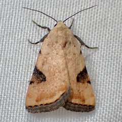 Micrathetis costiplaga by Sue Carnahan. Used under a CC BY 4.0 license.