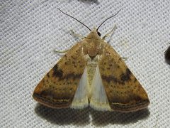 Micrathetis triplex by Sam Kieschnick. Used under a CC BY 4.0 license.