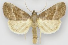 Ogdoconta altura female by Metzler EH, Knudson EC, Poole RW, Lafontaine JD, Pogue MG. Used under a CC BY 3.0 license.