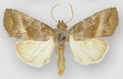 Ogdoconta altura male by Metzler EH, Knudson EC, Poole RW, Lafontaine JD, Pogue MG. Used under a CC BY 3.0 license.