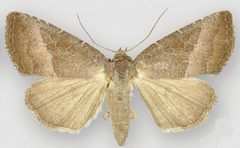 Ogdoconta cinereola female by Metzler EH, Knudson EC, Poole RW, Lafontaine JD, Pogue MG. Used under a CC BY 3.0 license.