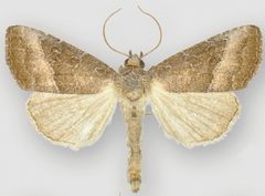 Ogdoconta cinereola male by Metzler EH, Knudson EC, Poole RW, Lafontaine JD, Pogue MG. Used under a CC BY 3.0 license.