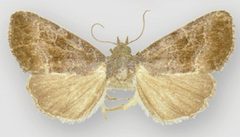 Ogdoconta fergusoni female by Metzler EH, Knudson EC, Poole RW, Lafontaine JD, Pogue MG. Used under a CC BY 3.0 license.