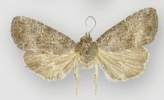 Ogdoconta fergusoni male by Metzler EH, Knudson EC, Poole RW, Lafontaine JD, Pogue MG. Used under a CC BY 3.0 license.