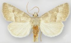 Ogdoconta moreno male1 by Metzler EH, Knudson EC, Poole RW, Lafontaine JD, Pogue MG. Used under a CC BY 3.0 license.