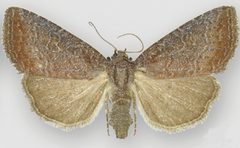 Ogdoconta rufipenna female by Metzler EH, Knudson EC, Poole RW, Lafontaine JD, Pogue MG. Used under a CC BY 3.0 license.