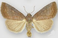 Ogdoconta rufipenna male by Metzler EH, Knudson EC, Poole RW, Lafontaine JD, Pogue MG. Used under a CC BY 3.0 license.