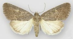 Ogdoconta satana female by Metzler EH, Knudson EC, Poole RW, Lafontaine JD, Pogue MG. Used under a CC BY 3.0 license.