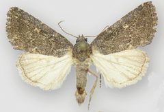 Ogdoconta satana male by Metzler EH, Knudson EC, Poole RW, Lafontaine JD, Pogue MG. Used under a CC BY 3.0 license.