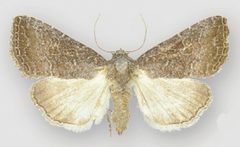 Ogdoconta tacna female by Metzler EH, Knudson EC, Poole RW, Lafontaine JD, Pogue MG. Used under a CC BY 3.0 license.