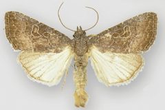 Ogdoconta tacna male by Metzler EH, Knudson EC, Poole RW, Lafontaine JD, Pogue MG. Used under a CC BY 3.0 license.