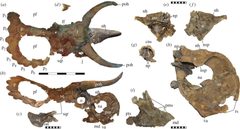 Nasutoceratops holotype by S.D. Sampson; E.K. Lund; M.A. Loewen; A.A. Farke; K.E. Clayton. Used under a CC BY 3.0 license.