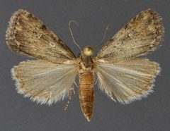 Fotella notalis1 by David Wikle, Canadian National Collection of Insects and Nematodes. Used under a CC BY 3.0 license.