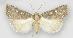 Fotella notalis female dark form by Metzler EH, Knudson EC, Poole RW, Lafontaine JD, Pogue MG. Used under a CC BY 3.0 license.