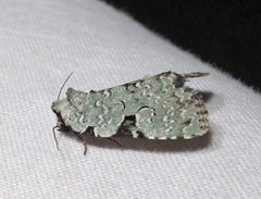 Leuconycta diphteroides by Jacy Lucier. Used under a CC BY-SA 4.0 license.