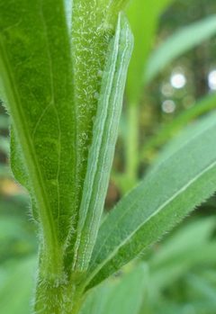 Leuconycta diphteroides 12854595 by christine123. Used under a CC BY 4.0 license.